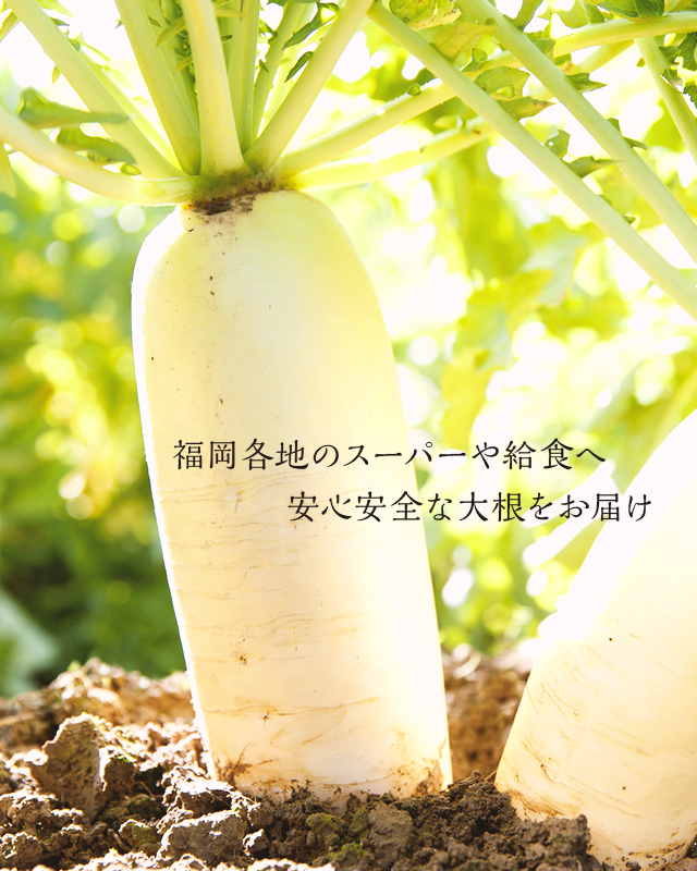福岡各地のスーパーや給食へ安心安全な大根をお届け