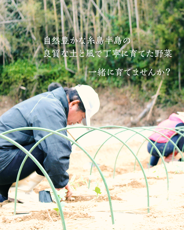 自然豊かな糸島半島の良質な土と風で丁寧に育てた野菜 一緒に育てませんか？